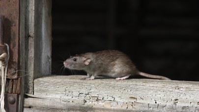 Inwazja szczurów w Rosji. "To potwory"