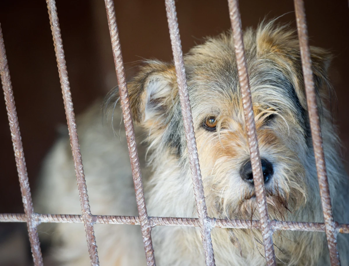 110 psów i aż 150 kotów trafiło tylko w lipcu do schroniska w Katowicach. To głównie zwierzęta porzucone na czas wakacji, bo dla niektórych pies czy kot na urlopie to kłopot.