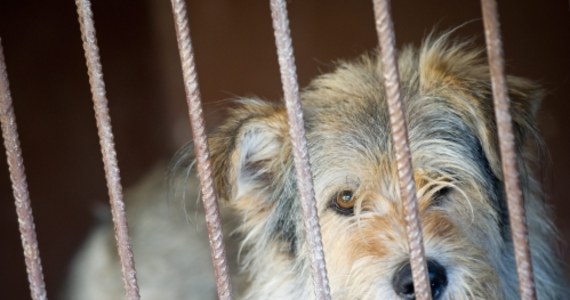 110 psów i aż 150 kotów trafiło tylko w lipcu do schroniska w Katowicach. To głównie zwierzęta porzucone na czas wakacji, bo dla niektórych pies czy kot na urlopie to kłopot.