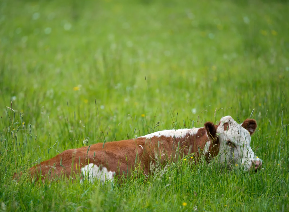 ​Samolot tanich indonezyjskich linii lotniczych Lion Air zderzył się z krową i wpadł w poślizg podczas lądowania na północy Indonezji we wtorek wieczorem. Maszyna ze 110 pasażerami zatrzymała się poza pasem startowym; nikt nie odniósł poważnych obrażeń.