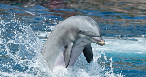 Amerykańscy naukowcy twierdzą, że delfiny, a nie jak wcześniej uważano słonie, mają najlepszą pamięć długotrwałą spośród zwierząt. Po 20 latach są w stanie rozpoznać gwizdy, czyli dźwięki wydawane przez inne ssaki tego gatunku - podał portal BBC News.