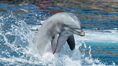 ​Nie słonie, a delfiny mają najdłuższą pamięć!