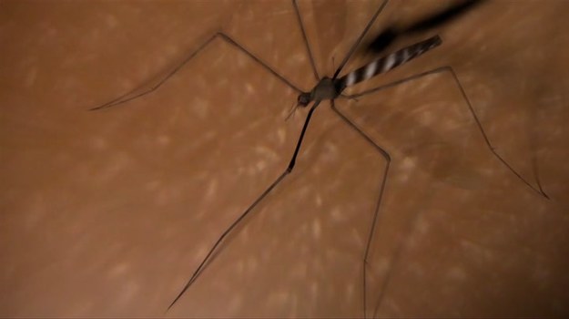 Malaria to śmiertelnie niebezpieczna choroba pasożytnicza, która, pomimo wysiłków Światowej Organizacji Zdrowia, wciąż zagraża milionom ludzi na obszarach tropikalnych i subtropikalnych. O ile jednak rdzenni mieszkańcy tych obszarów mają wykształconą częściową odporność na niektóre patogeny wywołujące tę chorobę, o tyle strzec się jej powinni zwłaszcza turyści podróżujący w tropiki.