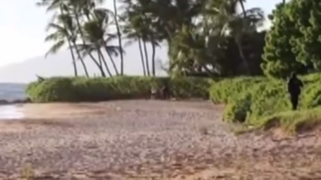 Turystka z Niemczech straciła ramię w wyniku ataku rekina. Do tragedii doszło na Hawajach. W tym roku u wybrzeży Hawajów rekiny atakowały ludzi już siedmiokrotnie.