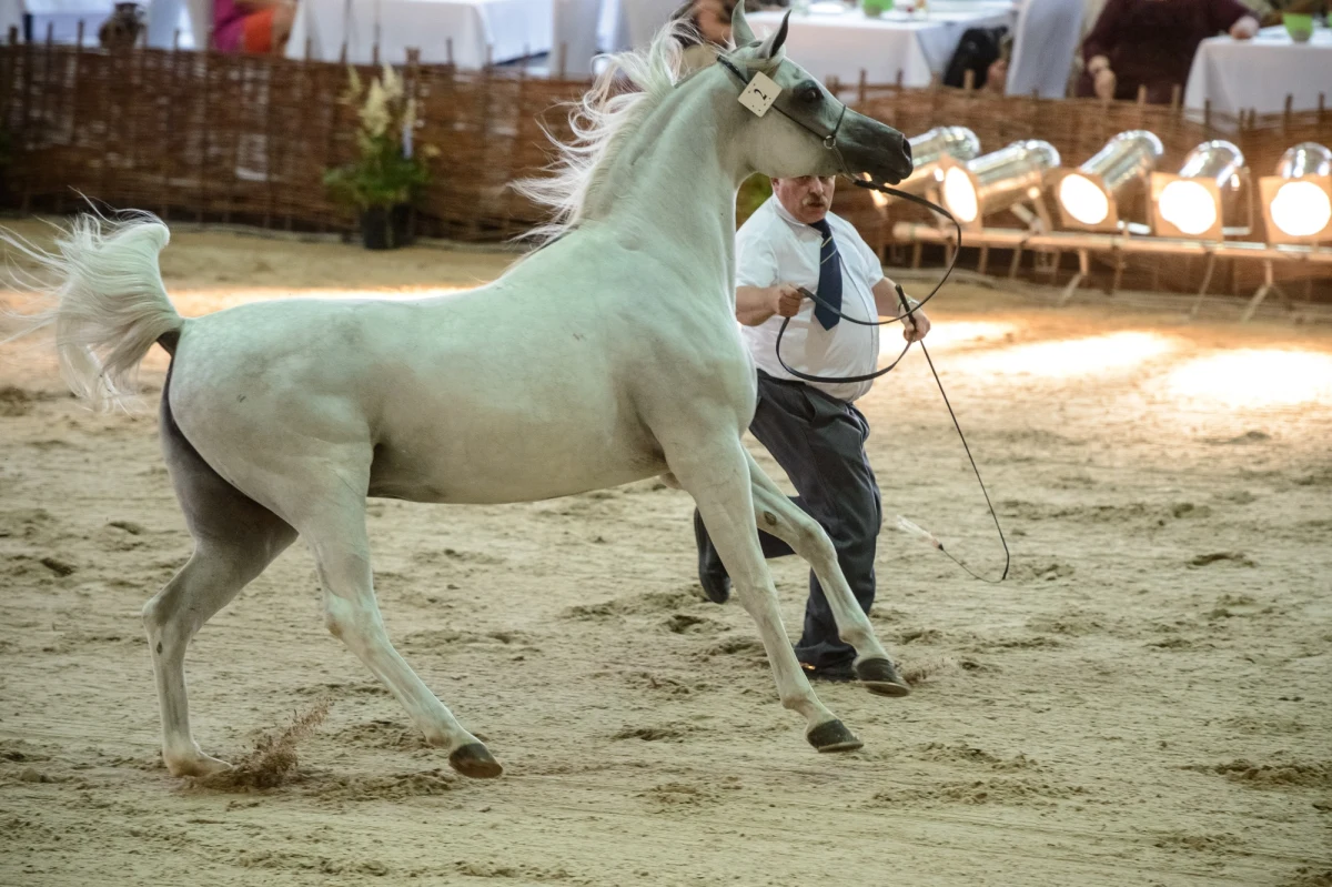 500 tys. euro - taką cenę wylicytowano za najdroższego konia 44. Aukcji Koni Arabskich Czystej Krwi "Pride of Poland" w Janowie Podlaskim (Lubelskie). Najwyższą cenę osiągnęła 6-letnia siwa klacz El Saghira ze stadniny w Michałowie.