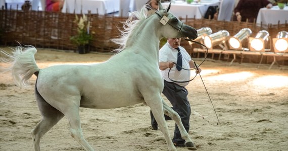 500 tys. euro - taką cenę wylicytowano za najdroższego konia 44. Aukcji Koni Arabskich Czystej Krwi "Pride of Poland" w Janowie Podlaskim (Lubelskie). Najwyższą cenę osiągnęła 6-letnia siwa klacz El Saghira ze stadniny w Michałowie.