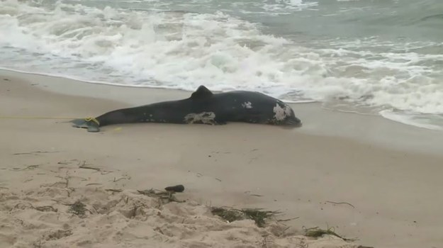 Czegoś takiego jeszcze nie widziano na Wschodnim Wybrzeżu Stanów Zjednoczonych. Od początku lata fale oceanu wyrzuciły na brzeg setki martwych delfinów butlonosych. Naukowcy są tym faktem bardzo zaniepokojeni. Obawiają się, że pomór morskich ssaków sygnalizuje niebezpieczeństwo na znacznie większą skalę. - Te zwierzęta są strażnikami oceanicznego ekosystemu. Ich kiepska kondycja świadczy o tym, że coś złego dzieje się z naszym środowiskiem - mówią.