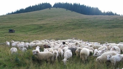 Owce ratują Jurę Krakowsko-Częstochowską