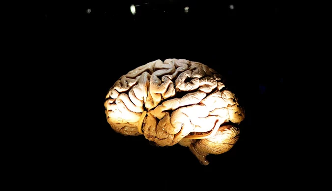 Naukowcy wyhodowali prymitywne ludzkie mózgi