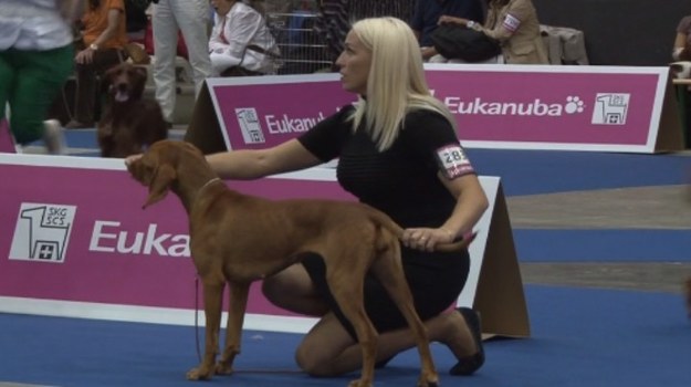 Duże i małe, bezwłose i futrzaste – ale wszystkie zadbane w każdym calu! Na europejskiej wystawie kynologicznej European Dog Show w Genewie zaprezentowało się ponad 11 tysięcy czworonogów, które ubiegały się o zaszczytny tytuł najpiękniejszego psa kontynentu.