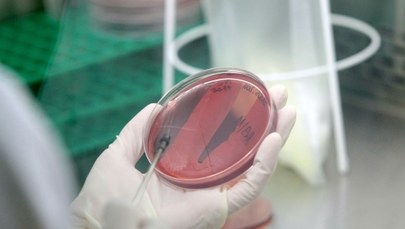 Bakterie coli w wodociągu w Drezdenku 