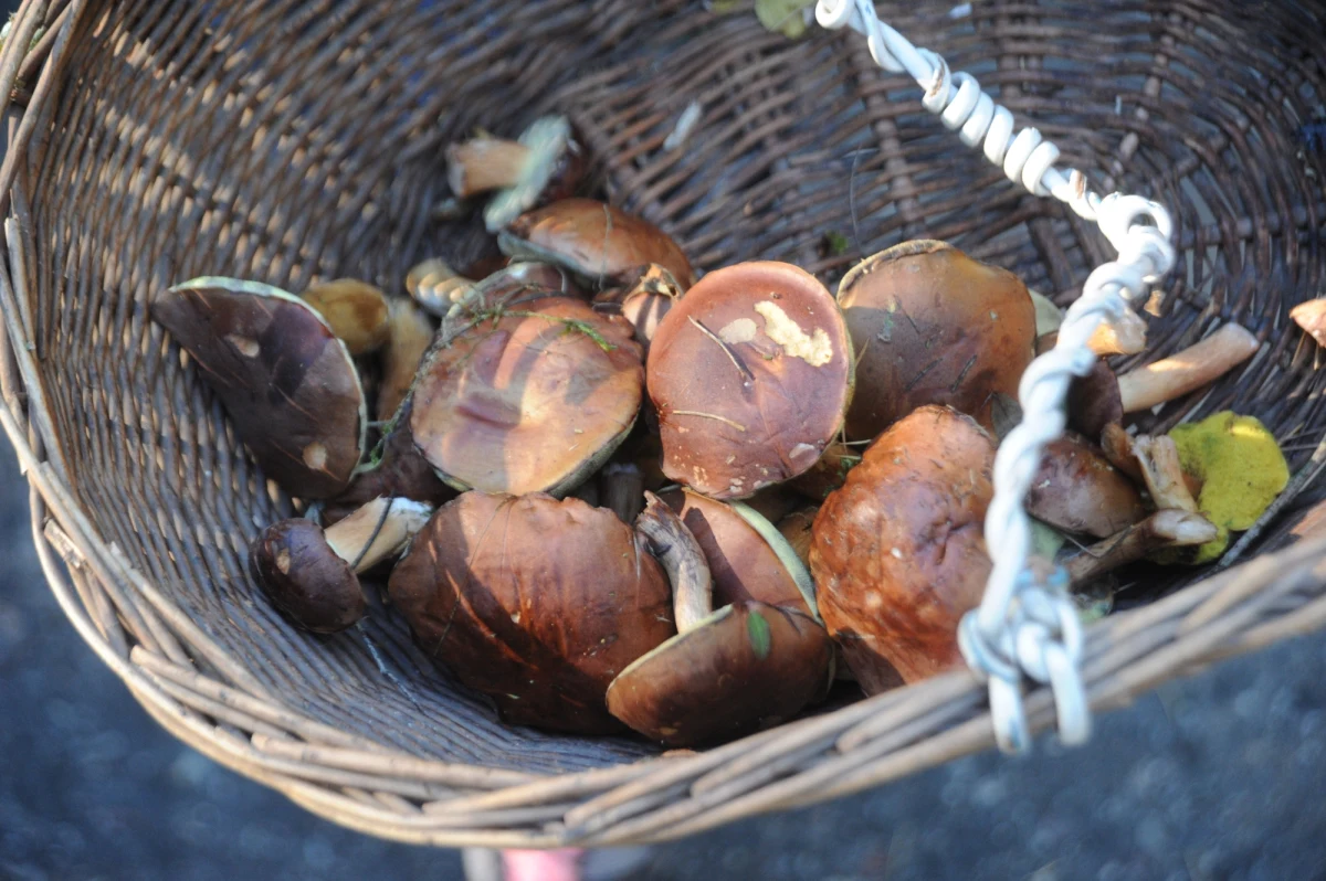 Wysyp grzybów w lesie oznacza też większą liczbę osób, które nimi handlują i niestety więcej zatruć. Jeśli chcesz kupić grzyby - teoretycznie - masz prawo zażądać potwierdzenia od sprzedającego, że są one jadalne!