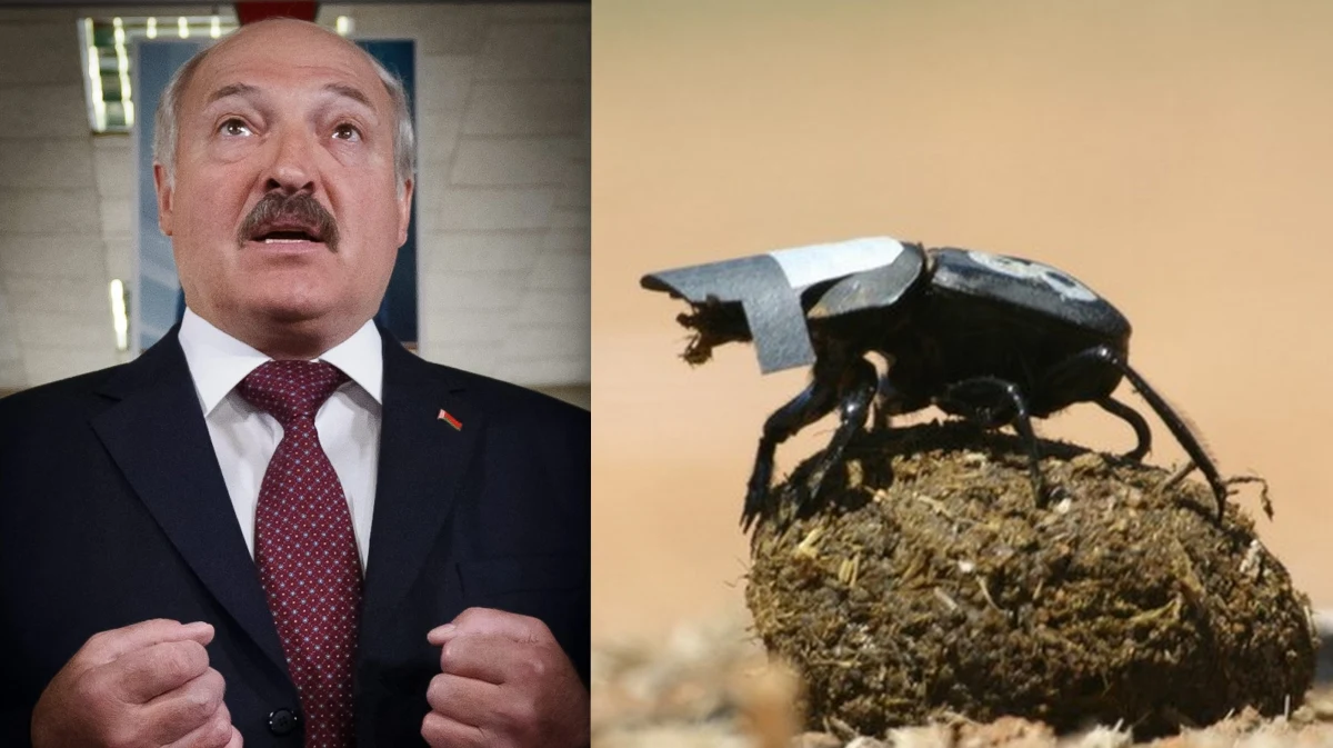 Na Uniwersytecie Harvarda, tradycyjnie przed początkiem sezonu Nagród Nobla wręczono Antynoble - nagrody dla najbardziej dziwacznych odkryć naukowych. Wyróżnienia dla twórców prac naukowych, które "najpierw śmieszą, a potem dają do myślenia" przyznała po raz 23. redakcja "Annals of Improbable Research", pod przewodnictwem ich pomysłodawcy Marca Abrahamsa. Wśród obiektów badań, które 
zasłużyły na nagrodę wskazano między innymi... prezydenta Białorusi i zapatrzonego w gwiazdy żuka gnojarza. 