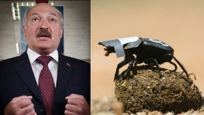 Żuk gnojarz i prezydent Łukaszenka warci Antynobli