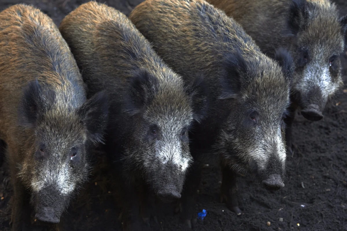 Około 25 procent populacji dzików zostało odstrzelone w tym roku na Białorusi w ramach walki z afrykańskim pomorem świń - poinformowało tamtejsze Ministerstwa Leśnictwa. Jednocześnie resort zapowiedział, że to dopiero początek. Odstrzał dzików ma się nasilić na przełomie jesieni i zimy.