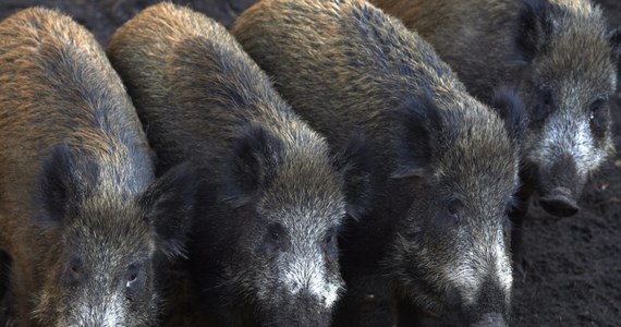 Około 25 procent populacji dzików zostało odstrzelone w tym roku na Białorusi w ramach walki z afrykańskim pomorem świń - poinformowało tamtejsze Ministerstwa Leśnictwa. Jednocześnie resort zapowiedział, że to dopiero początek. Odstrzał dzików ma się nasilić na przełomie jesieni i zimy.
