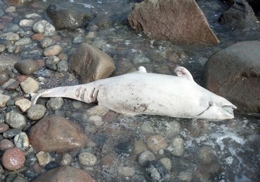 Bałtyk wyrzucił na brzeg martwego delfina 
