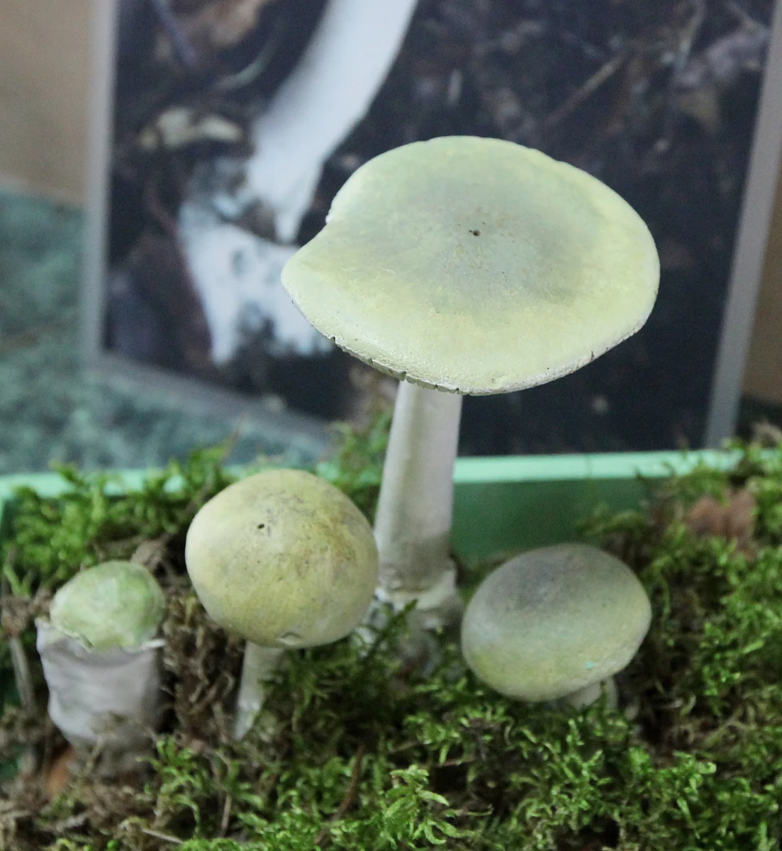 Grzybów w ogóle nie powinny jeść małe dzieci - przypomina Główny Inspektorat Sanitarny i apeluje do grzybiarzy o ostrożność i niepopadanie w rutynę. Najczęściej zatruciom ulegają rutynowi grzybiarze – mówi rzecznik GIS Jan Bondar. Zaapelował, by nie zbierać małych grzybów, które trudno odróżnić od trujących. "Młode owocniki, bez wykształconych cech danego gatunku, są najczęściej przyczyną tragicznych pomyłek" - powiedział Bondar. 