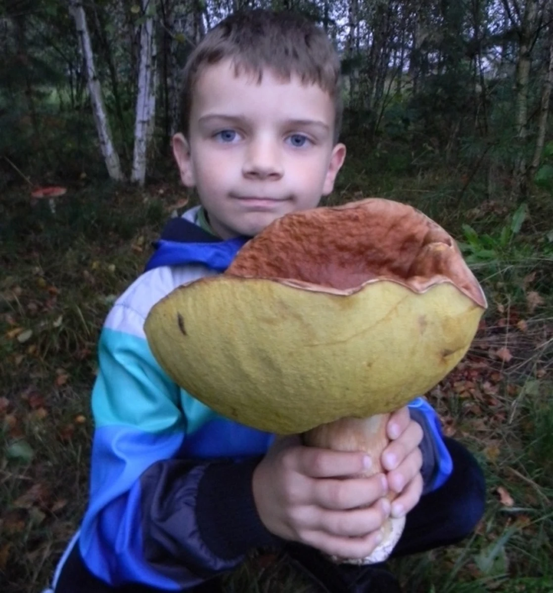 1,4 kilograma wagi, 27-centymetrowy obwód nogi i 79-centymetrowy obwód kapelusza - tak wygląda wielki prawdziwek znaleziony dziś w borzęcińskim lesie "Czarnawa". Jego zdjęcia dostaliśmy na Gorąca Linię RMF FM.