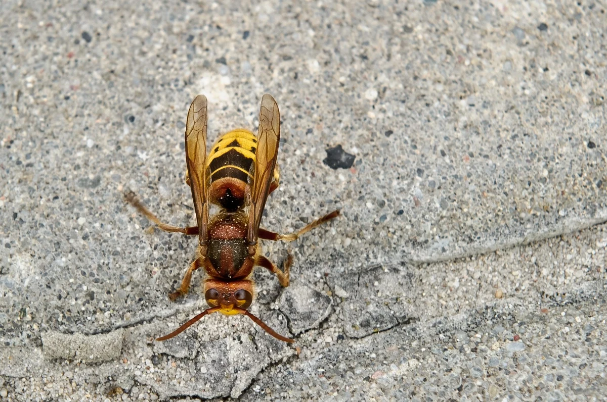 Chmary wielkich szerszeni atakują ludzi w prowincji Shaanxi w północno-zachodnich Chinach. Ponad 1600 ludzi zostało użądlonych przez te owady. 42 osoby zmarły.