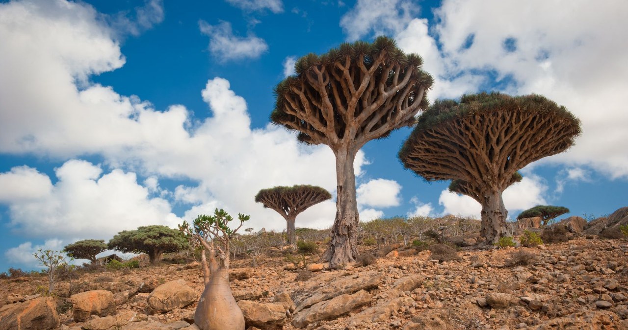 Smocze drzewa i laguny jak z bajki. Wyspa zapiera dech, ale teraz lepiej ją omijać