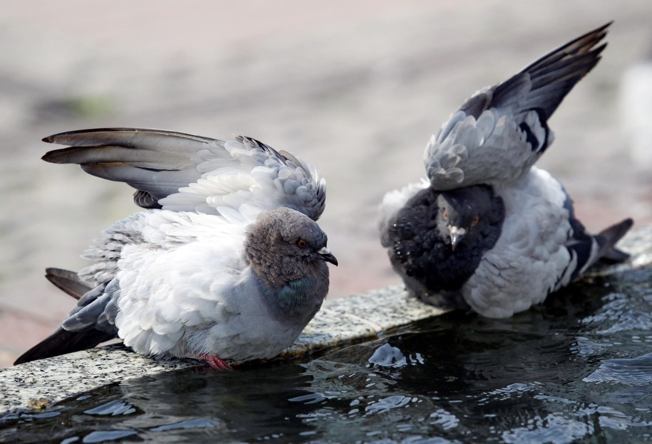 /Andrzej Grygiel /PAP