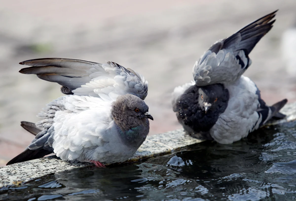 Gołębie w rejonie ul. Elsnera w Krakowie tak dały się we znaki mieszkańcom, że Zarząd Budynków Komunalnych testuje nowy system zabezpieczający obiekty przed takimi uciążliwościami. Na dachach ustawiono atrapy ptaków drapieżnych - pisze "Dziennik Polski". 