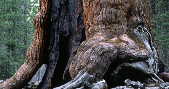 72-letni Amerykanin przeżył blisko trzy tygodnie w leśnych ostępach gór w północnej Kalifornii. Wyczerpanego mężczyznę znaleźli myśliwi. Mężczyzna żywił się żabami i jaszczurkami.    