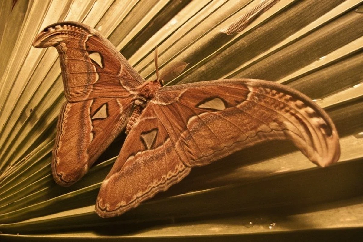 Gdańskie zoo chwali się "Pawicami Atlas" - największymi ćmami świata. Rozpiętość ich skrzydeł to sporo ponad 20 cm. W sierpniu do zoo trafiły larwy. Teraz poczwarki zaczęły przeobrażać się w ćmy. Do tej pory dorosłą postać osiągnęły 3 osobniki. 