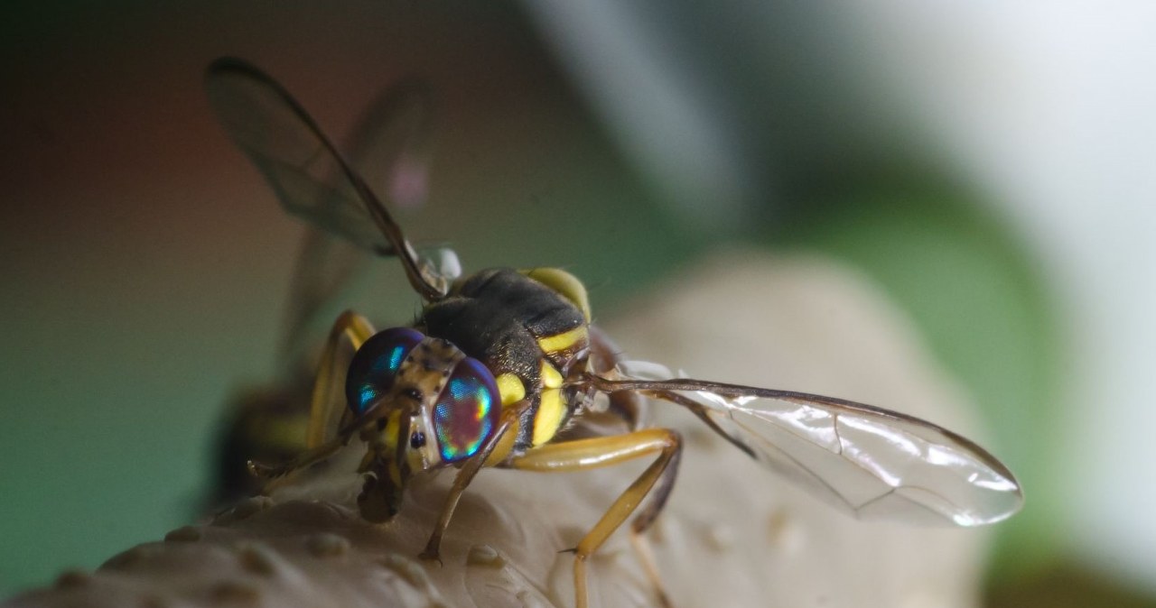 Muszki owocówki na haju. Przełom w leczeniu uzależnień