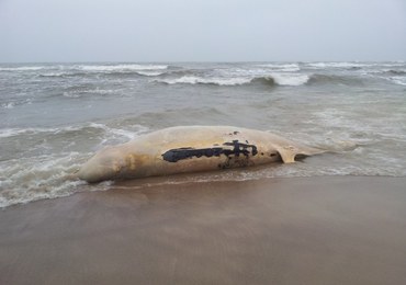 Bałtyk wyrzucił na brzeg wala butelkonosego