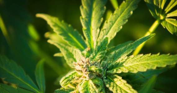 Czeskie ministerstwo zdrowia wydało pierwszą licencję na import marihuany do celów leczniczych. Firma Elkoplast Sluszovice będzie mogła w przyszłym miesiącu sprowadzić 3 kilogramy konopi z Holandii. 