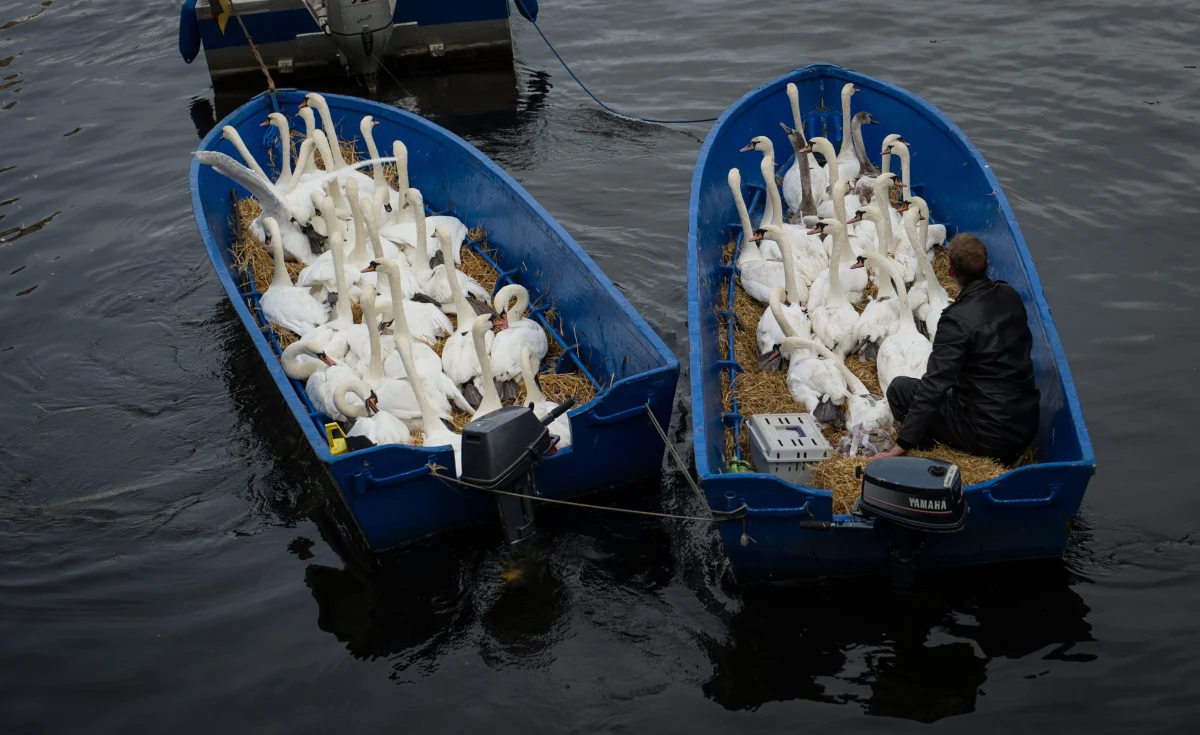 Mówią o nim „łabędzi tata”, bo to Olaf Nieß od lat opiekuje się stadem tych pięknych ptaków na jeziorze Alster w Hamburgu w Niemczech. Przed nadchodzącą zimą zorganizował przenosiny swoich podopiecznych z jeziora do ciepłego domku. 