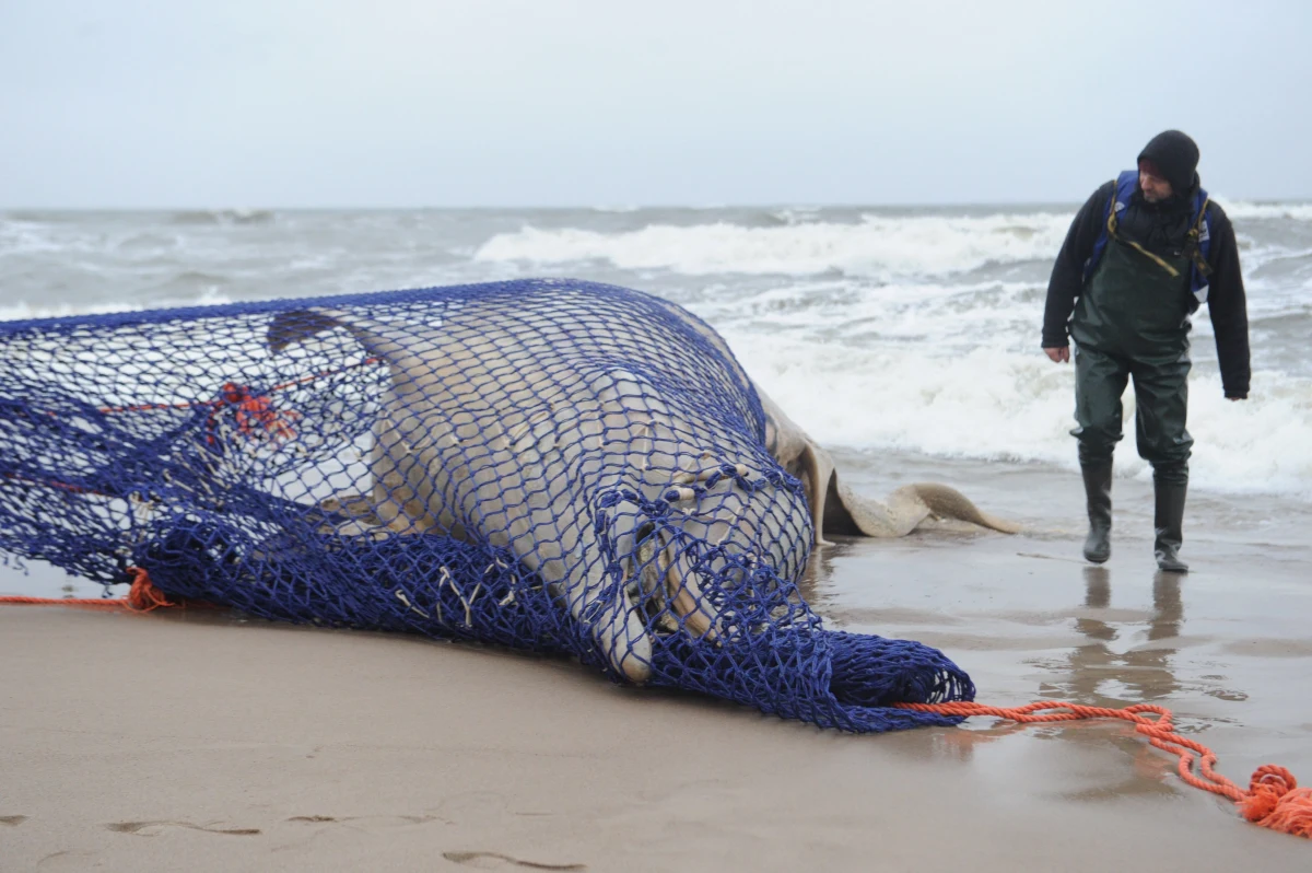 ​Do niemieckiego Stralsundu trafią szczątki wala butelkonosego, który został znaleziony w zachodniopomorskich Łazach. Tamtejsi naukowcy zajmą się preparacją szkieletu wieloryba. Po tym zabiegu wróci on do Helu.