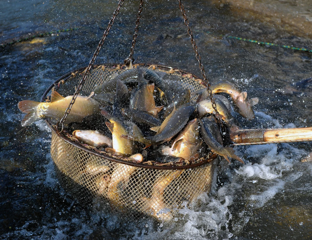 Hodowcy karpi królewskich z Polski zawiozą do Watykanu 120 tych ryb, które zostaną podane na kolacji w koszarach Gwardii Szwajcarskiej. Karpie przygotuje szef kuchni papieskiej gwardii z pomocą pracujących tam sióstr albertynek. 