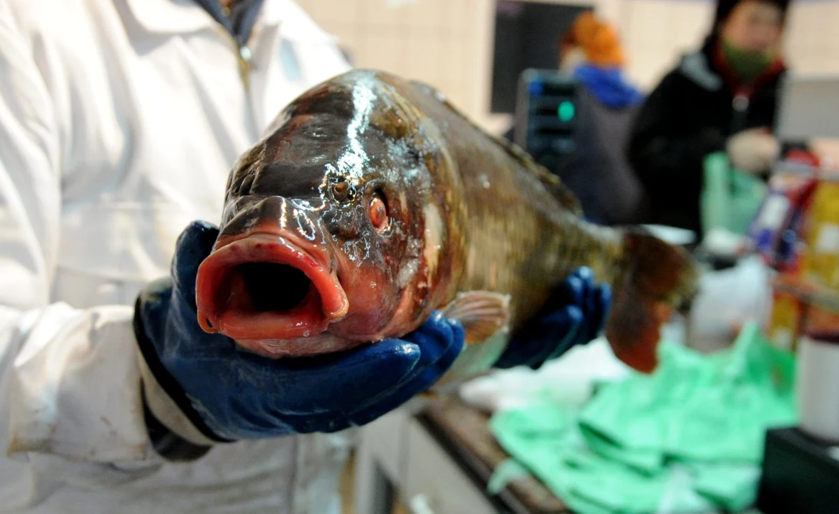 W tym roku na Boże Narodzenie karpie będą tańsze niż w ubiegłym, ich cena w hurcie wynosi ok. 9 zł za kg. W takiej cenie rybę sprzedają też w promocji niektóre sieci handlowe. W sklepach osiedlowych będzie drożej – od 15 do 17 zł za kg. 
