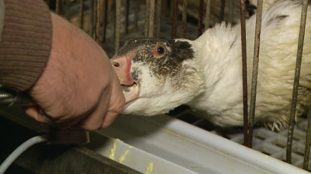 Foie gras, czyli pasztet z silnie otłuszczonych gęsich i kaczych wątróbek, to przysmak od lat budzący kontrowersje. Ptaki hodowane na foie gras są tuczone w sposób -delikatnie mówiąc - mało humanitarny. Do ich przełyku wtłaczana jest rura, przez którą przez kilka sekund podawana jest specjalna pasza. Dzięki temu ptaki szybko przybierają na wadze. Czy jednak pasztet - nawet najbardziej smakowity - wart jest męczarni zwierząt?
