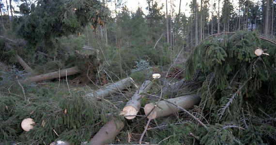 ​Osiem tatrzańskich wsi wyceniło straty po halnym na prawie 10 milionów złotych. Tylko w strefie ochrony ścisłej Tatrzańskiego Parku Narodowego, czyli tam, gdzie leśnicy nie ingerują w przyrodę, halny przewrócił 20 tys. metrów sześciennych drzew.