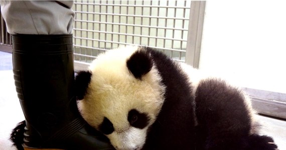 ​Malutka panda podbiła serca Tajwańczyków. Sześciomiesięczną Yuan Zai po raz pierwszy można było oglądać w zoo w Tajpej. W ciągu czterech godzin podziwiało ją 4,5 tys. zwiedzających.