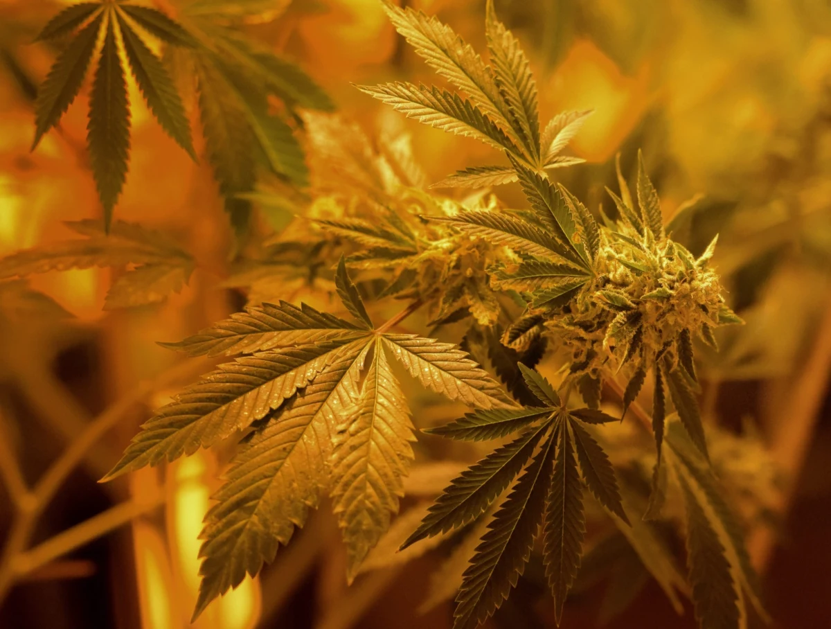 Francuskie ministerstwo zdrowia zezwoliło na dopuszczenie do sprzedaży doustnego sprayu na bazie konopi indyjskich, który ma przynieść ulgę osobom cierpiącym na stwardnienie rozsiane. Leczenie tym preparatem będzie mógł zalecić neurolog albo szpitalny rehabilitant. 