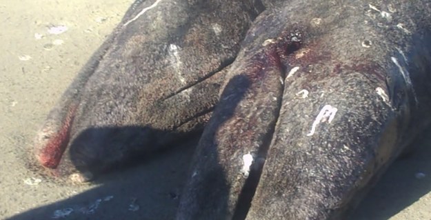 To prawdziwa sensacja naukowa! Dwa zrośnięte ze sobą wieloryby z gatunku pływacza szarego znalazł u wybrzeży Meksyku pewien rybak. Złączone brzuchami wieloryby przyszły na świat prawdopodobnie wskutek poronienia, a fale wyrzuciły je na brzeg. Chociaż żyły jeszcze, kiedy je znaleziono, zmarły po kilku godzinach...To pierwszy odnotowany przypadek bliźniąt syjamskich u tego gatunku wielorybów.