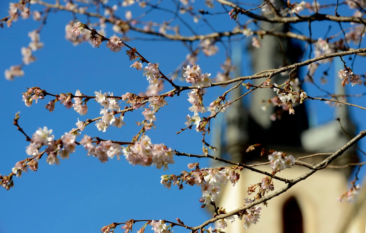 W kalendarzu środek zimy, a pogoda nadal jest bardziej wiosenna niż zimowa: z opadami deszczu, wiatrem i dodatnimi temperaturami. Na mróz i śnieg musimy jeszcze trochę poczekać. 