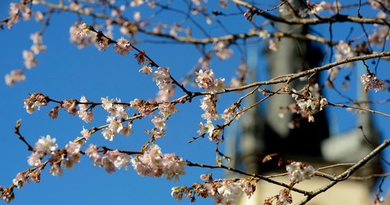 W kalendarzu środek zimy, a pogoda nadal jest bardziej wiosenna niż zimowa: z opadami deszczu, wiatrem i dodatnimi temperaturami. Na mróz i śnieg musimy jeszcze trochę poczekać. 