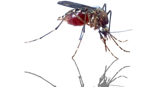 Belgowie wpadli w popłoch z powodu komara tygrysiego. Azjatycki owad, którego odkryto w porcie w Antwerpii, roznosi niebezpieczne, tropikalne choroby (m.in. żółtą febrę, gorączkę Zachodniego Nilu czy japońskie zapalenie mózgu). 