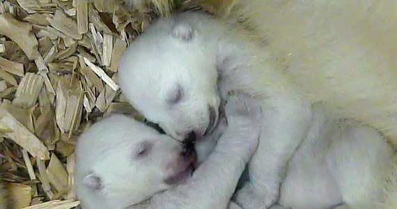 ​Zoo w Monachium udostępniło zdjęcia dwóch malutkich niedźwiedzi polarnych, które urodziły się na początku grudnia. Maluchy nagrała specjalna kamera, która zarejestrowała również moment urodzenia bliźniaków.