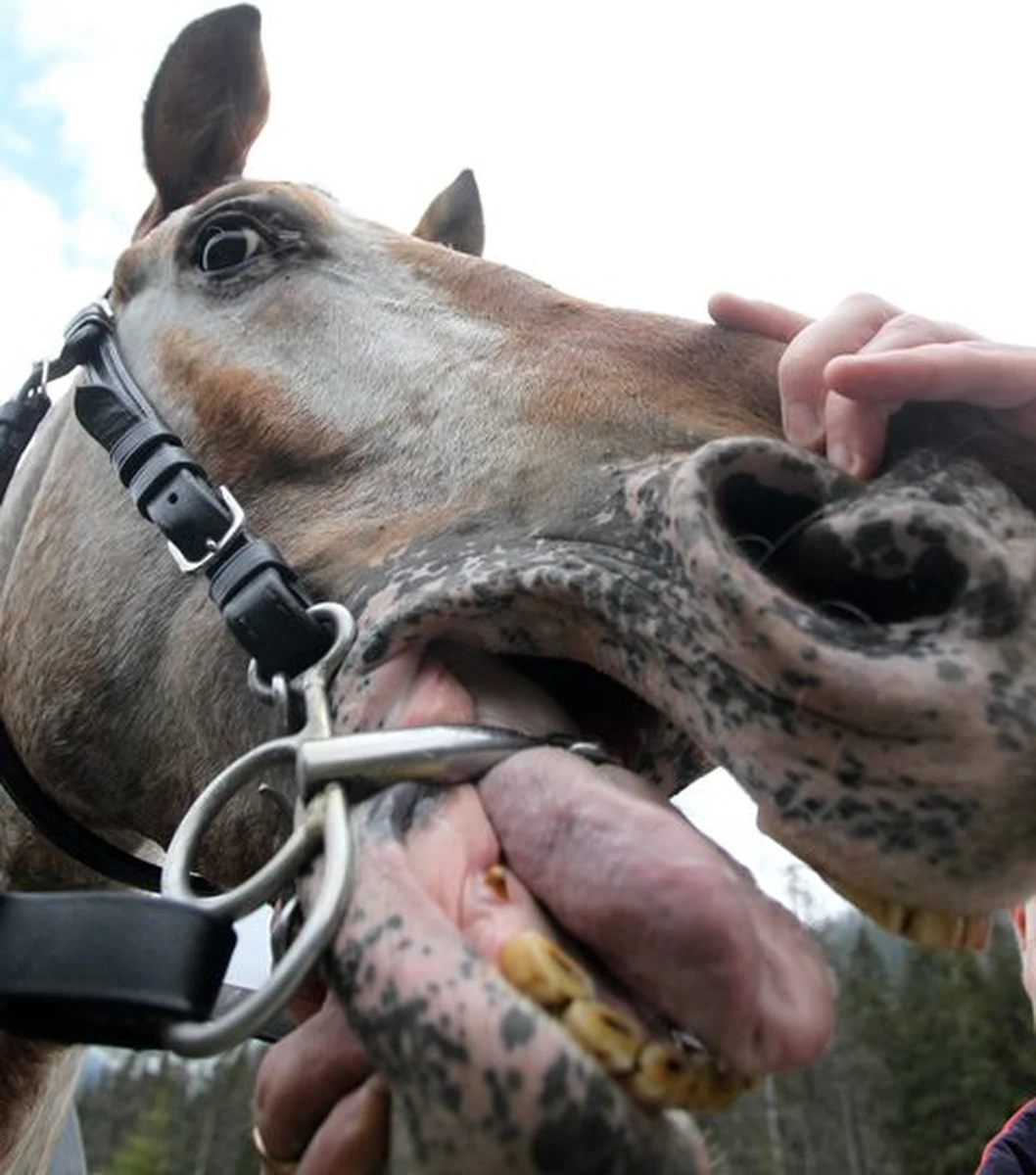 Zakopiański Sąd Rejonowy skazał wozaka wożącego turystów góralskim fasiągiem do Morskiego Oka. To pierwszy wyrok dla górala za znęcanie się nad końmi - informuje "Dziennik Polski".
