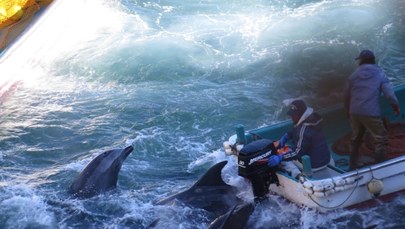 Rzeź delfinów w Japonii