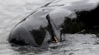 USA: Ocean wyrzucił na brzeg Florydy 25 martwych wielorybów