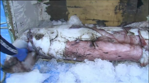 Ponad 3-metrowy kalmar został złapany w sieć rybacką w zachodniej Japonii. Zanim przetransportowano go na brzeg, już nie żył. Lokalni mieszkańcy od razu zaczęli liczyć, ile ludzi wyżywi ten gigantyczny owoc morza.