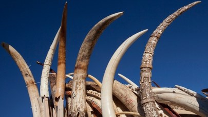 Rekordowa kara dla przemytnika kości słoniowej 